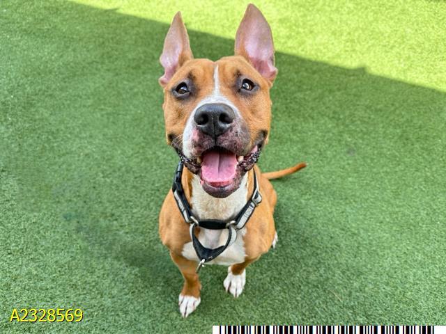 ETHEL, Adoptable, Young Female Mixed Breed & Mixed Breed.