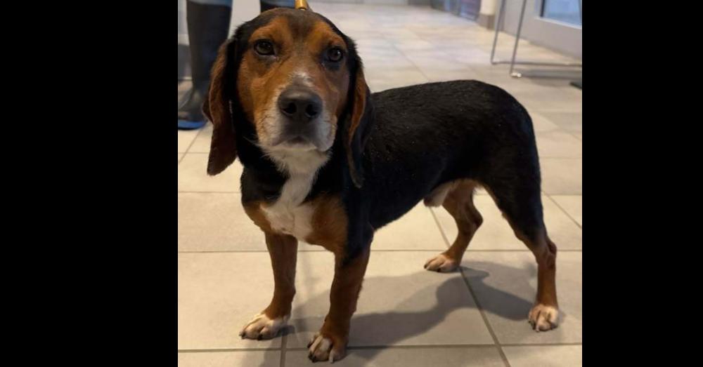 Enlarge Benito, a Adoptable Beagle in Woodbridge, VA image 1/3