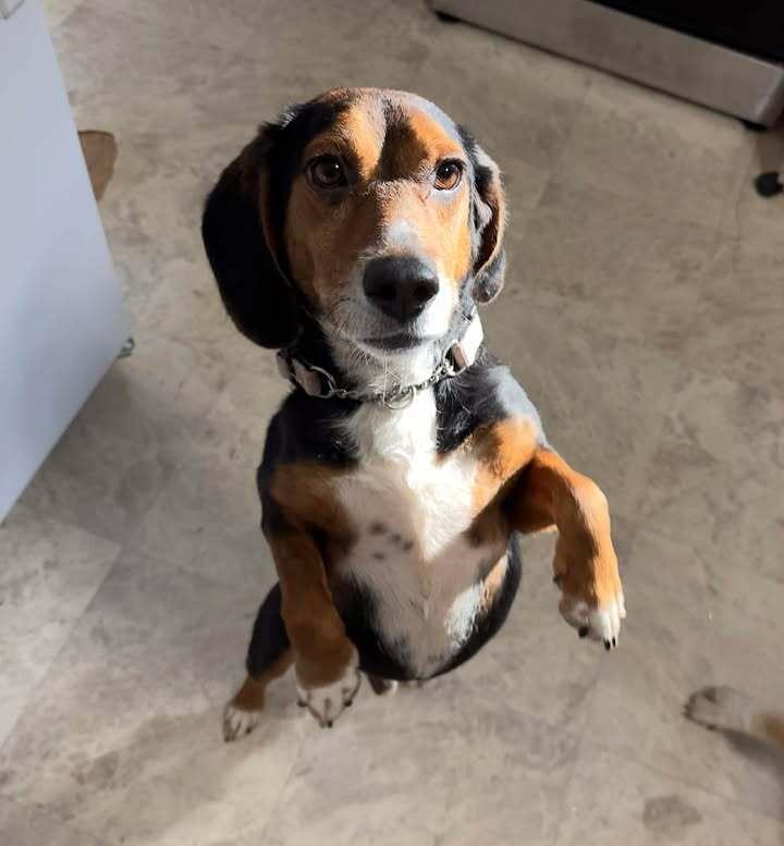 Enlarge Benito, a Adoptable Beagle in Woodbridge, VA image 2/3