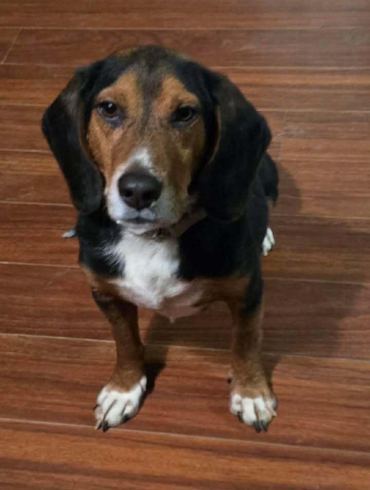 Enlarge Benito, a Adoptable Beagle in Woodbridge, VA image 3/3