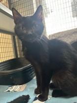 Chai, an adoptable Domestic Short Hair in Manitowoc, WI, 54220 | Photo Image 2