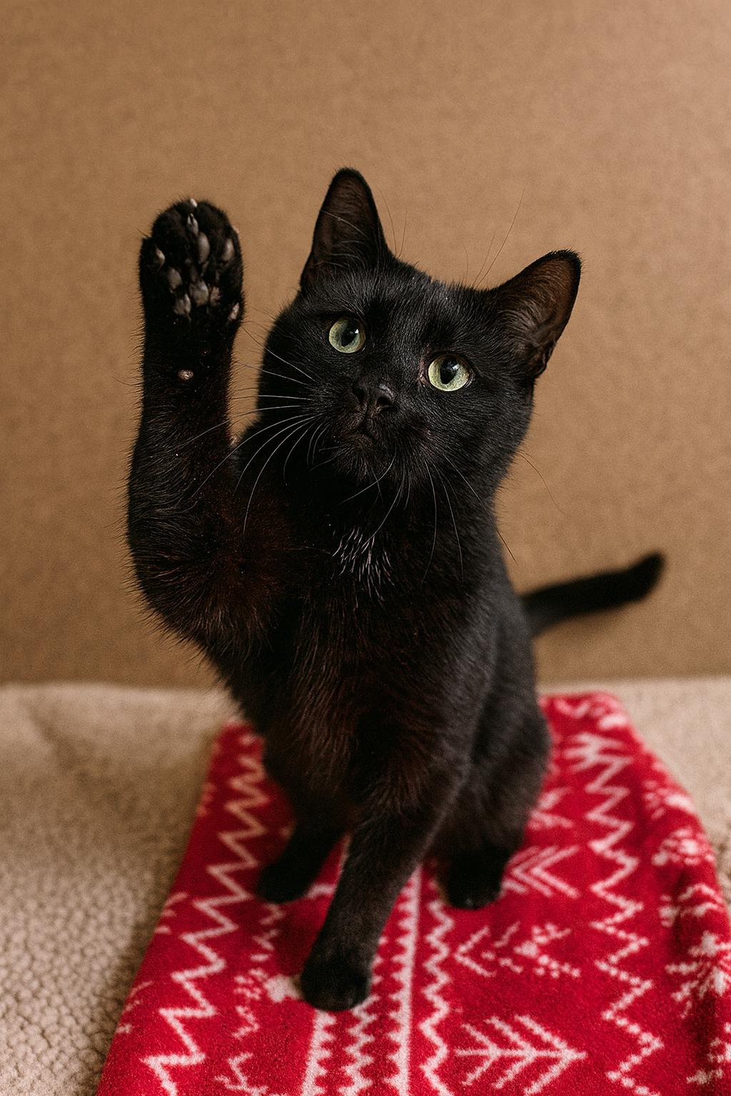Chai, an adoptable Domestic Short Hair in Manitowoc, WI, 54220 | Photo Image 1