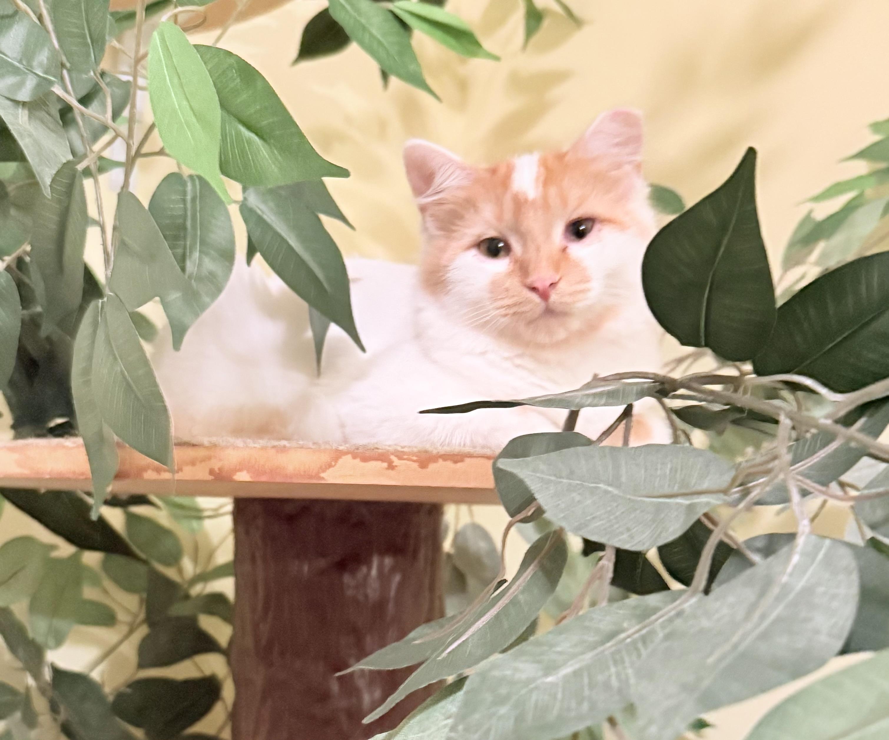 Enlarge Powder Puff, a Adoptable Tabby in Blaine, MN image 1/2