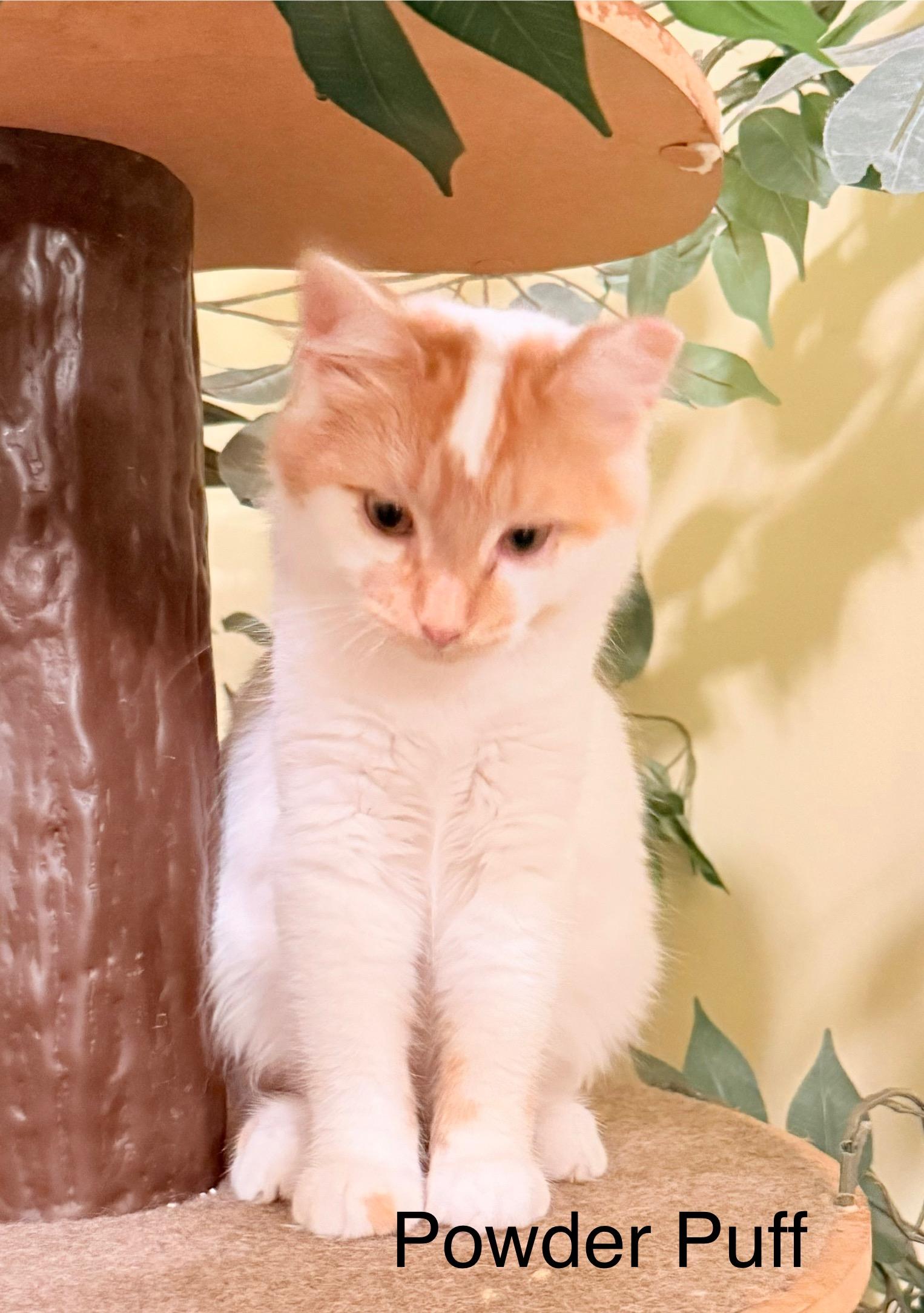Enlarge Powder Puff, a Adoptable Tabby in Blaine, MN image 2/2