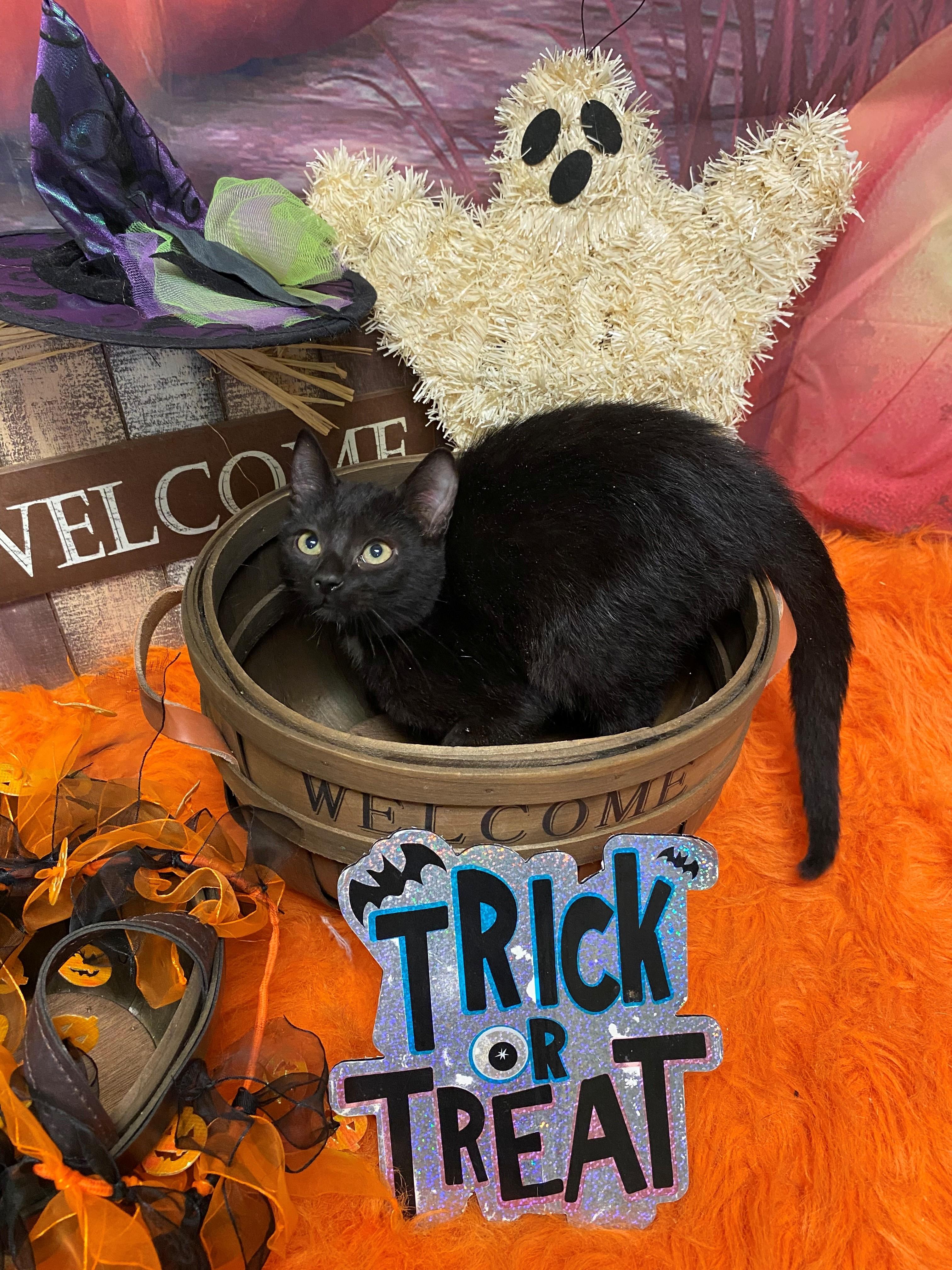 Jordan Knight 58941878