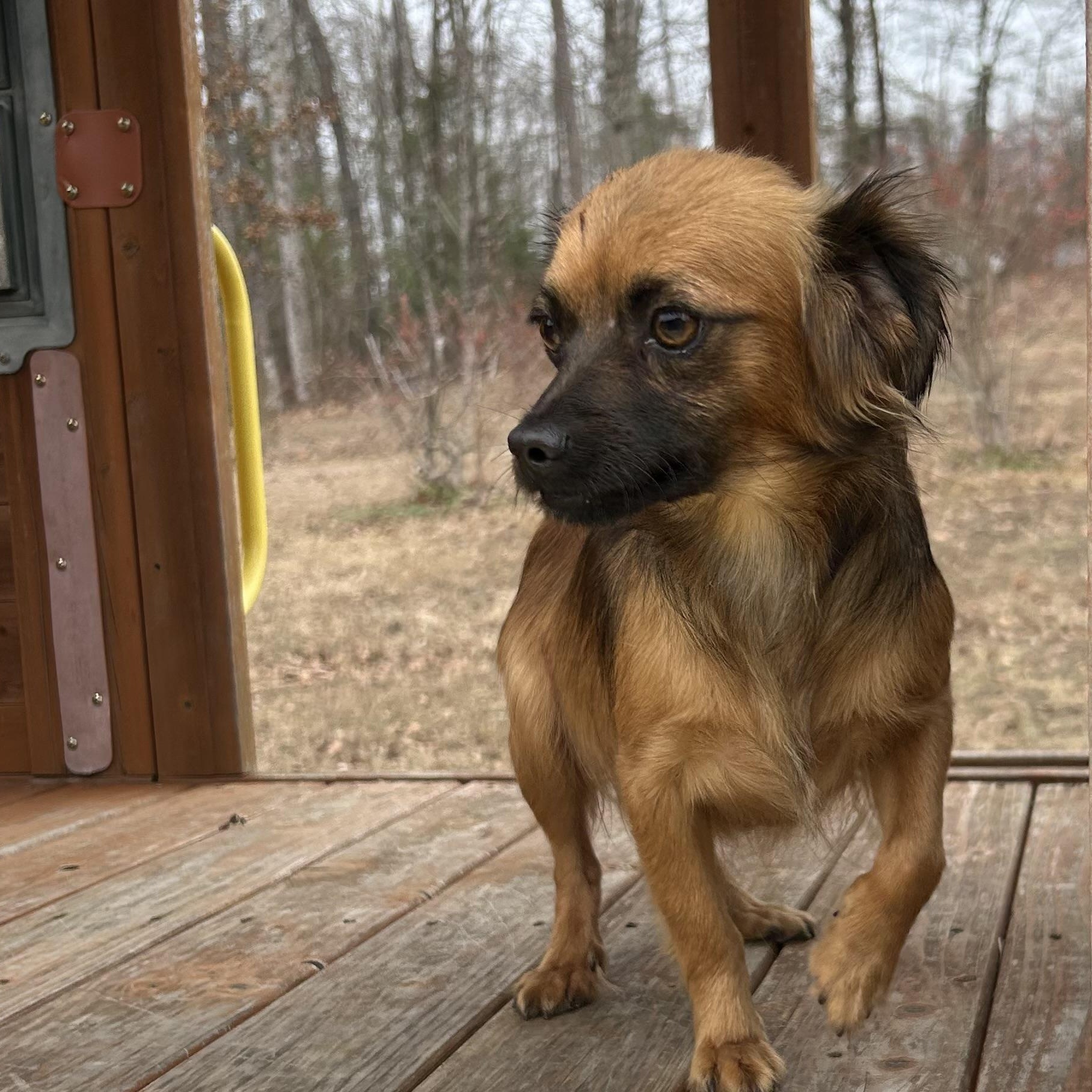 Enlarge Kiki, a hold Chihuahua in Harrisburg, PA image 3/5