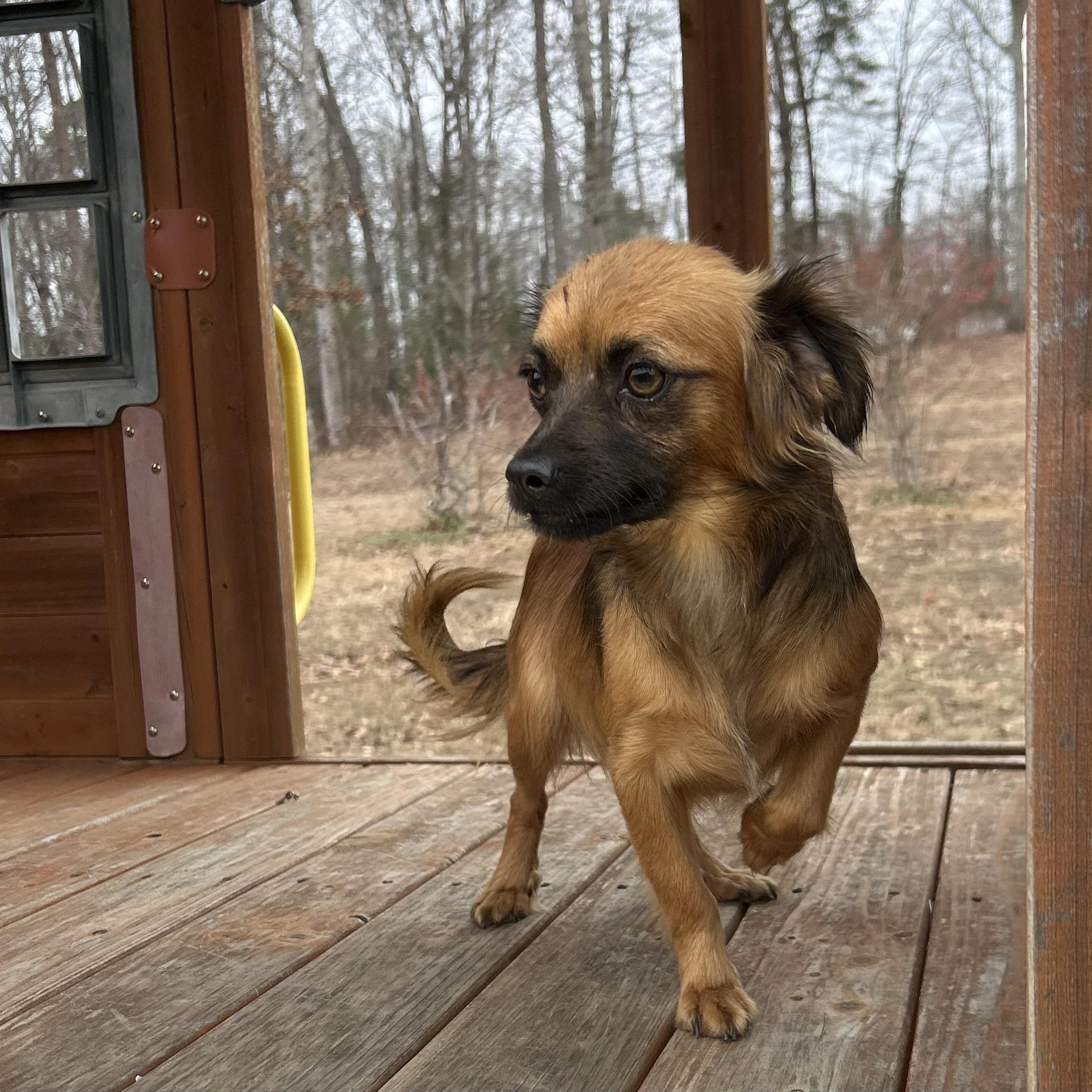 Enlarge Kiki, a hold Chihuahua in Harrisburg, PA image 5/5
