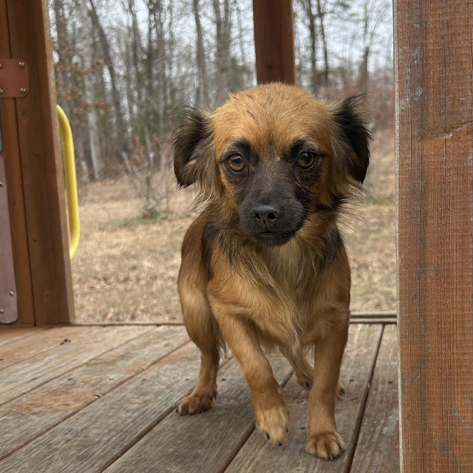 Enlarge Kiki, a hold Chihuahua in Harrisburg, PA image 1/5