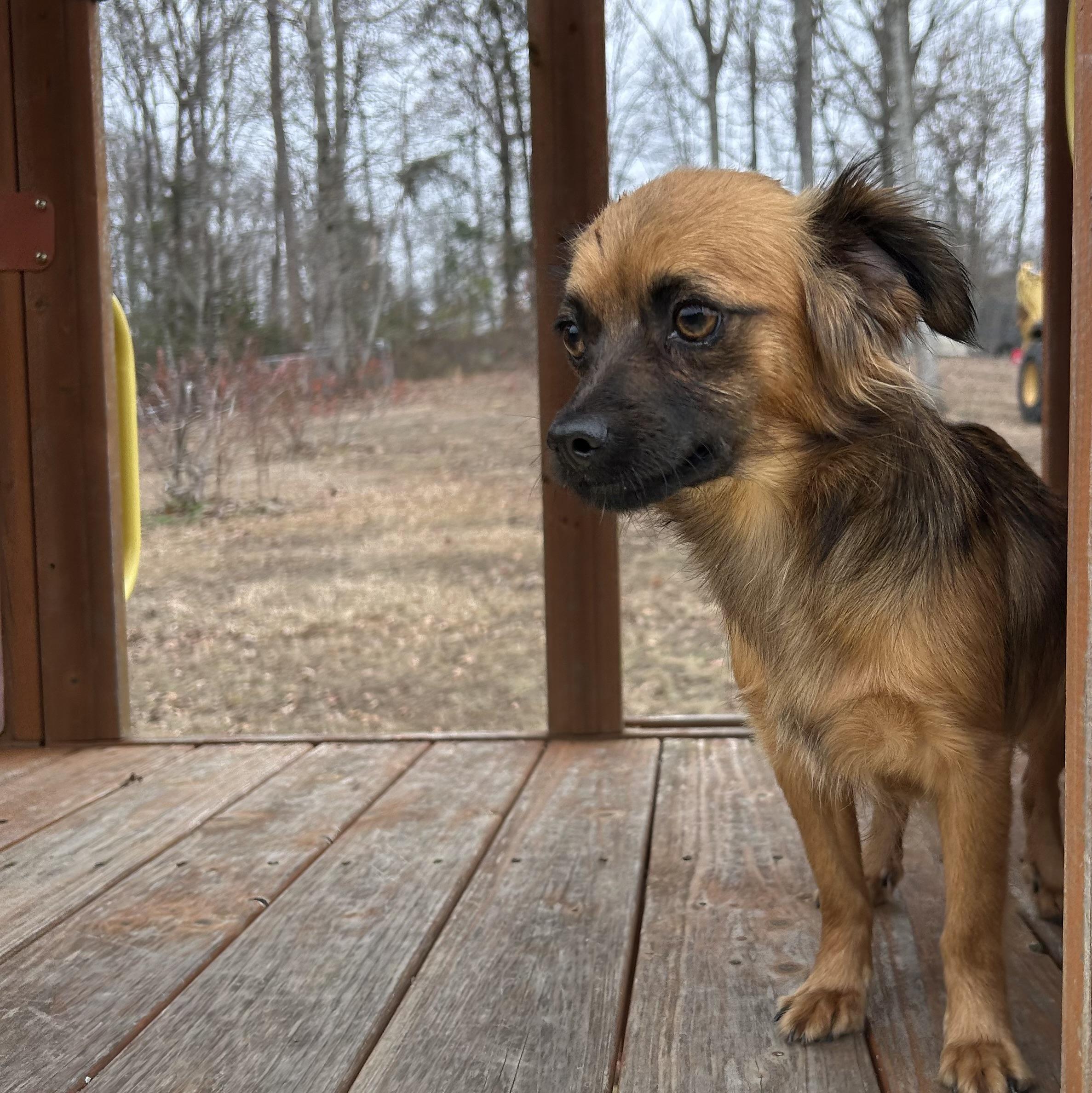 Enlarge Kiki, a hold Chihuahua in Harrisburg, PA image 2/5