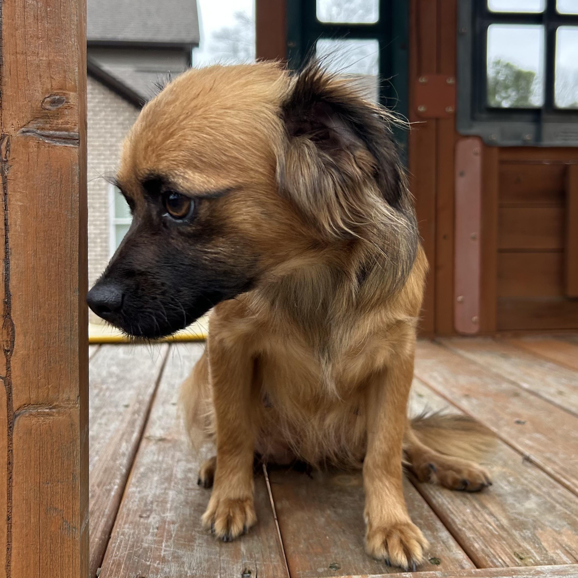 Enlarge Kiki, a hold Chihuahua in Harrisburg, PA image 4/5