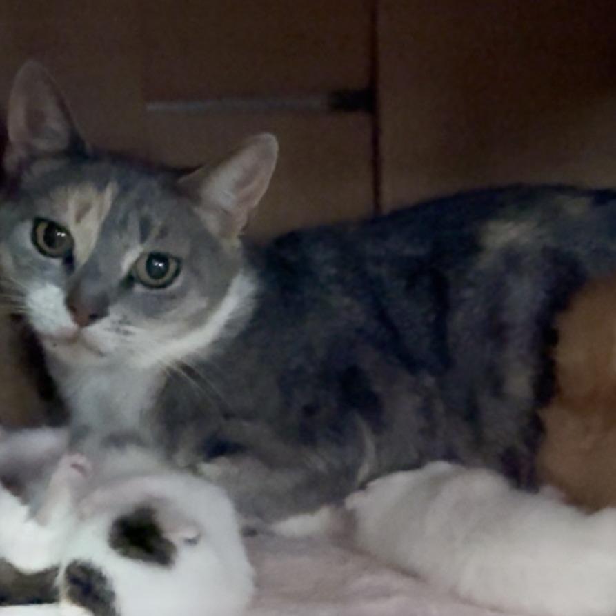 Enlarge Regal, a Adoptable Domestic Short Hair in Brooklyn, NY image 1/1