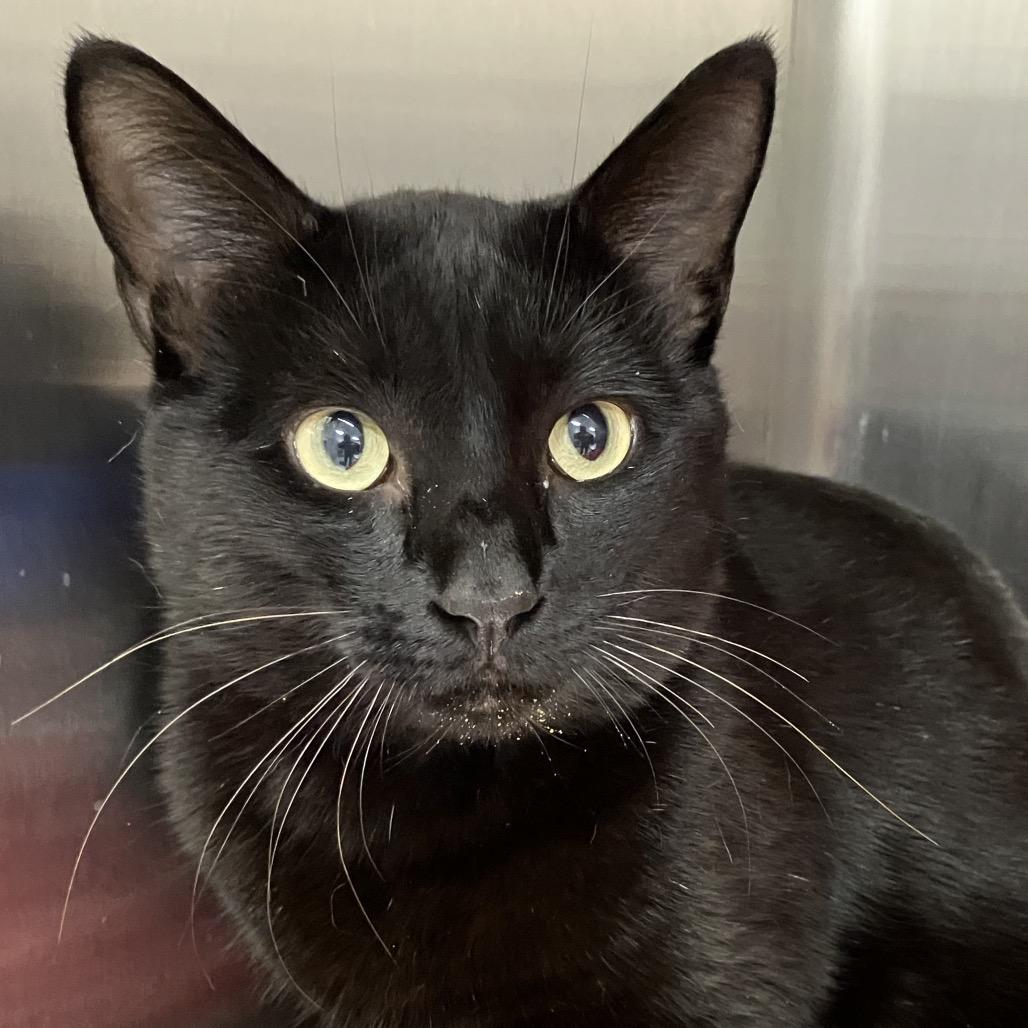 Enlarge Finn, a Adoptable Domestic Short Hair in Lakeland, FL image 1/4