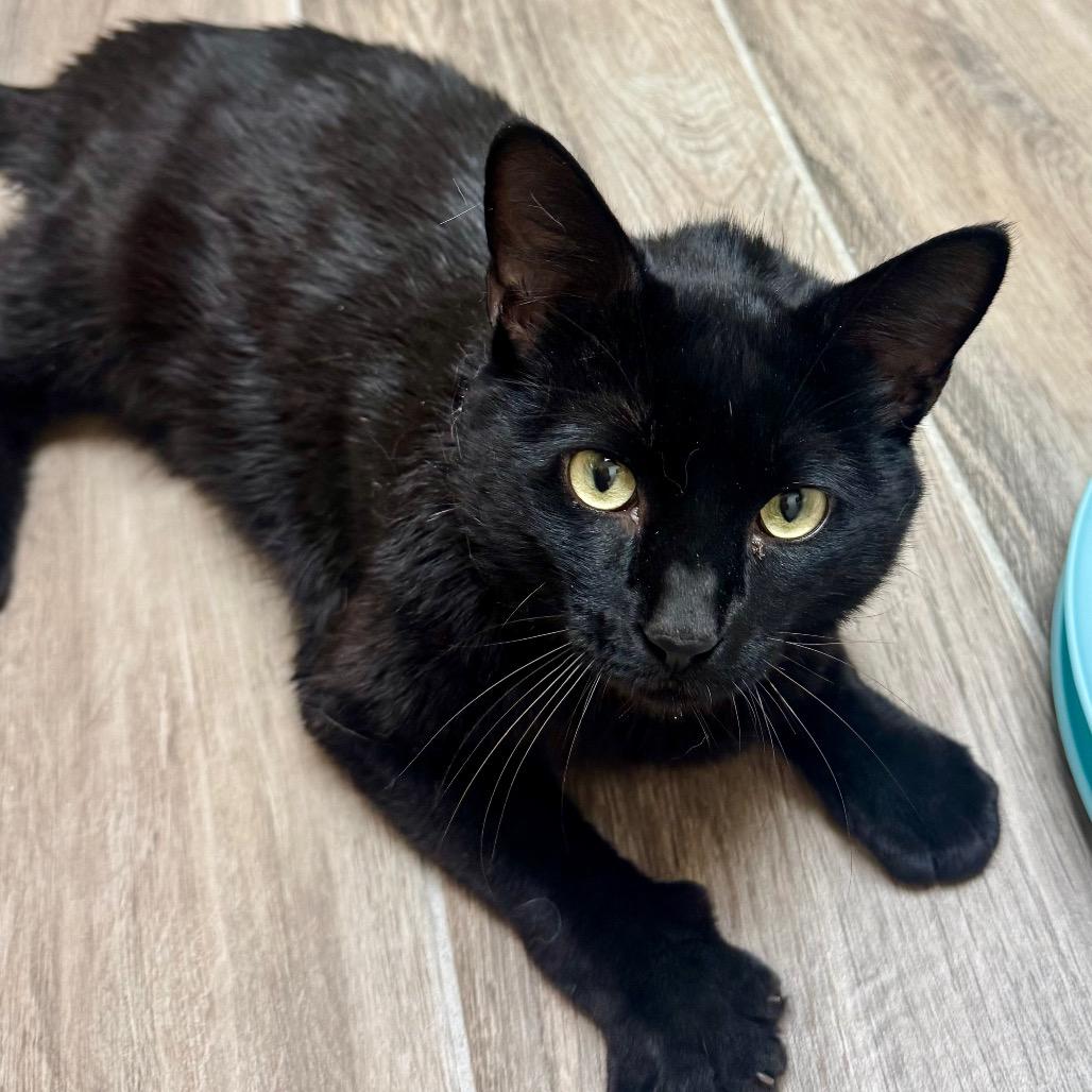 Enlarge Finn, a Adoptable Domestic Short Hair in Lakeland, FL image 2/4