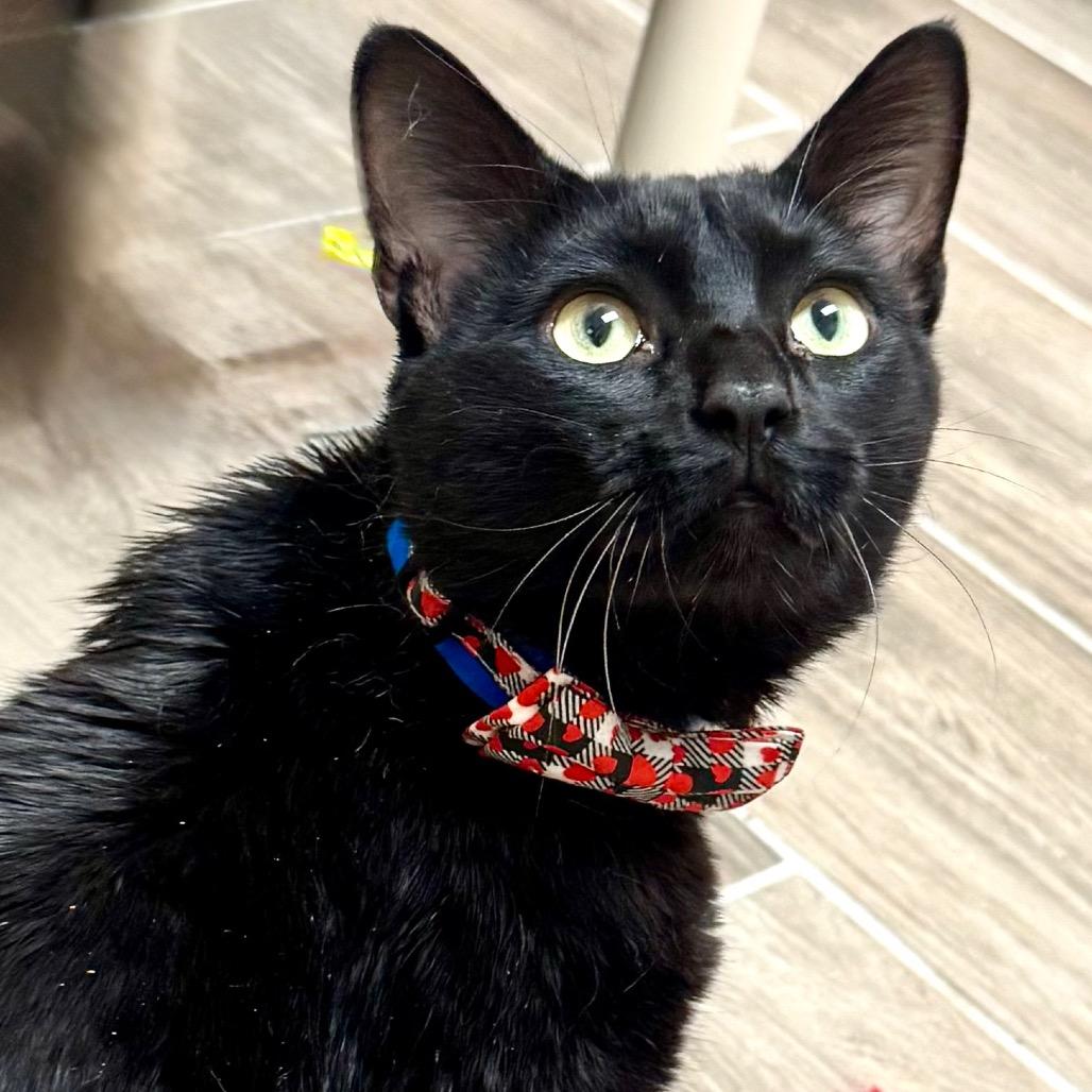 Enlarge Finn, a Adoptable Domestic Short Hair in Lakeland, FL image 3/4