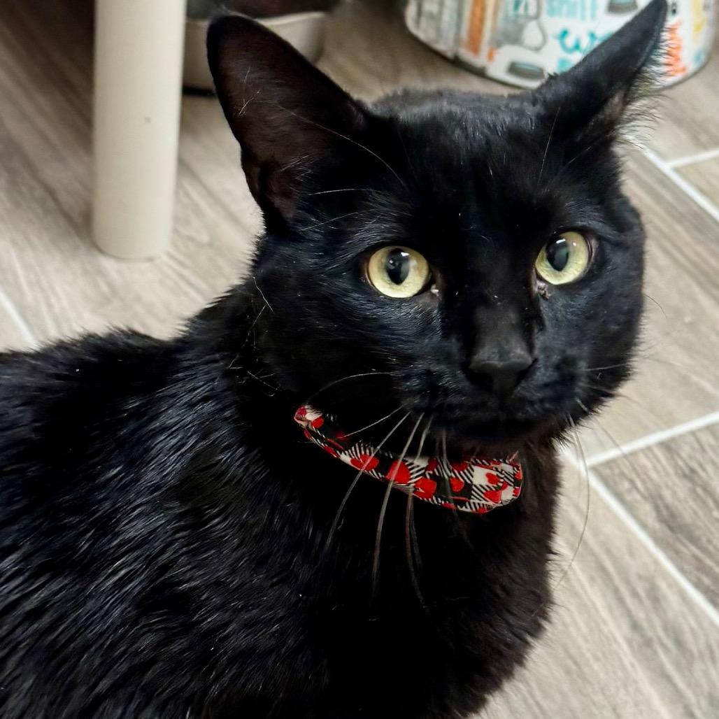 Enlarge Finn, a Adoptable Domestic Short Hair in Lakeland, FL image 4/4