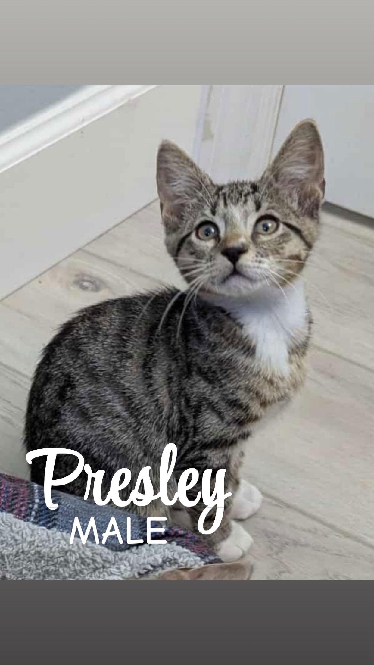 Presley, Adopted, Young Male Domestic Short Hair.