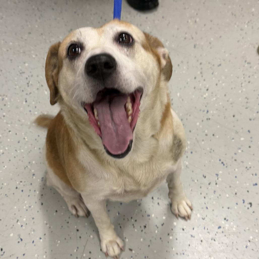 Thelma, Adoptable, Senior Female Hound & Mixed Breed.