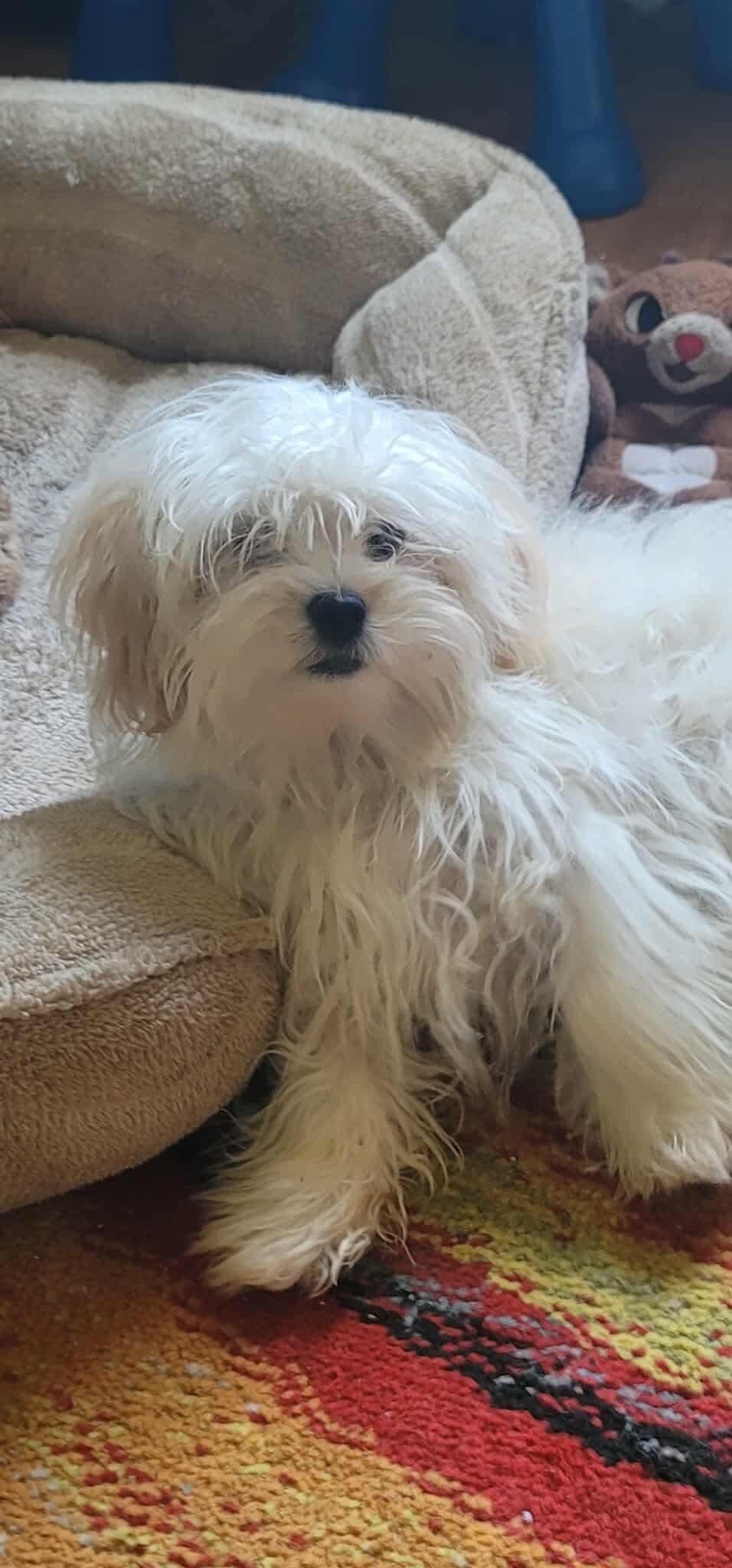 Tanner, Adopted, Puppy Male Shih Tzu.