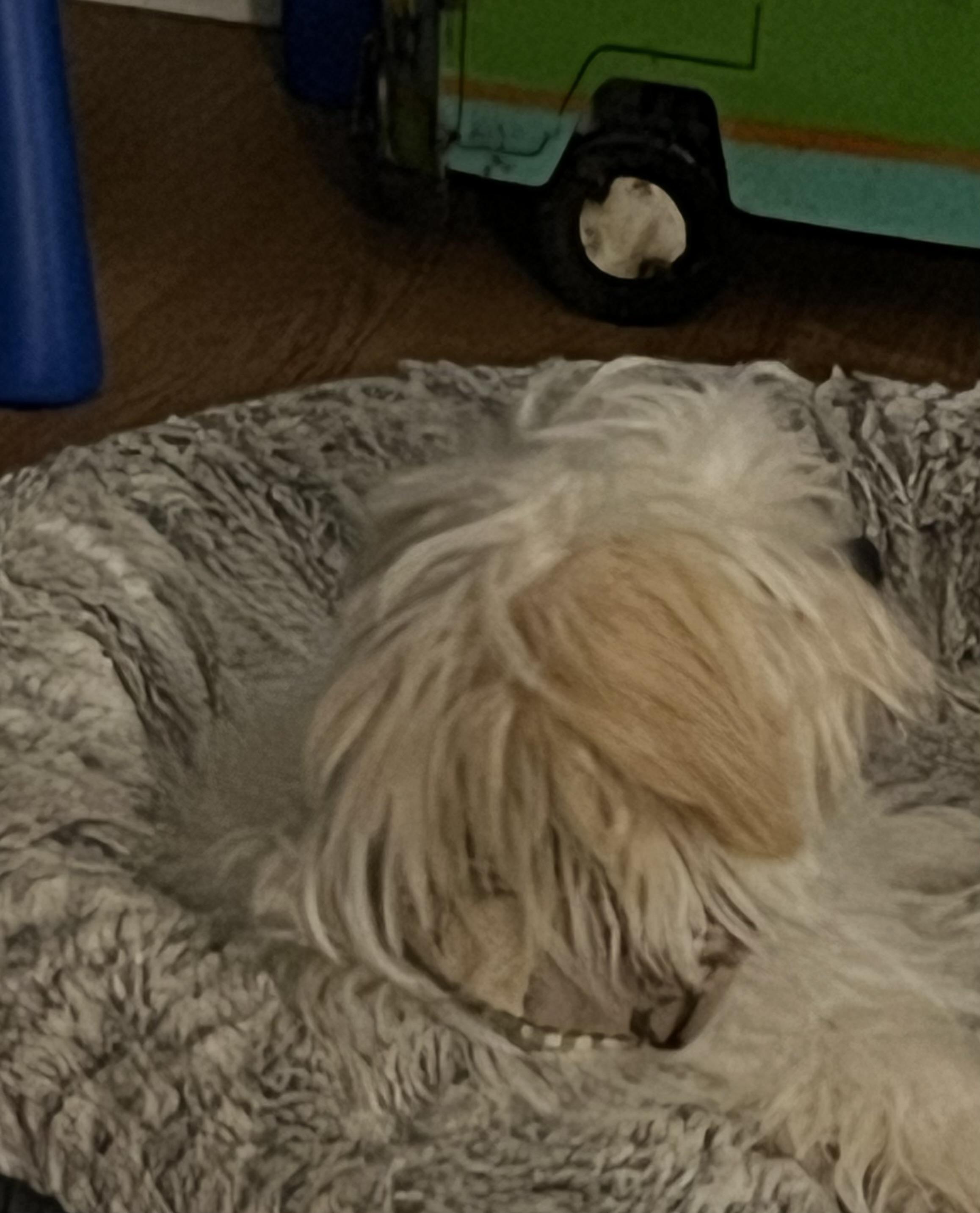 Enlarge Tanner, a Adopted mixed breed in Hillsboro, IL image 2/4