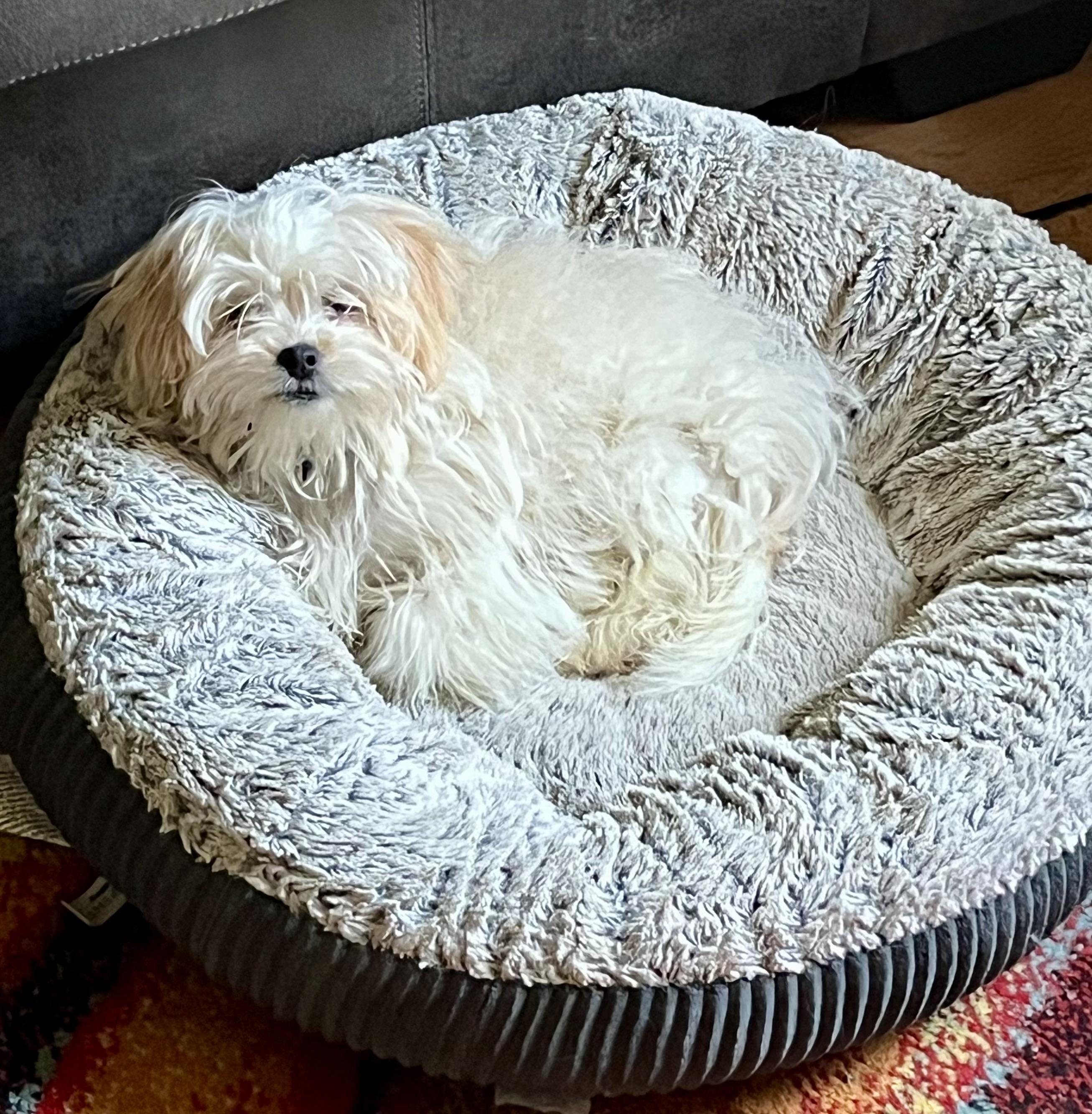 Enlarge Tanner, a Adopted mixed breed in Hillsboro, IL image 3/4