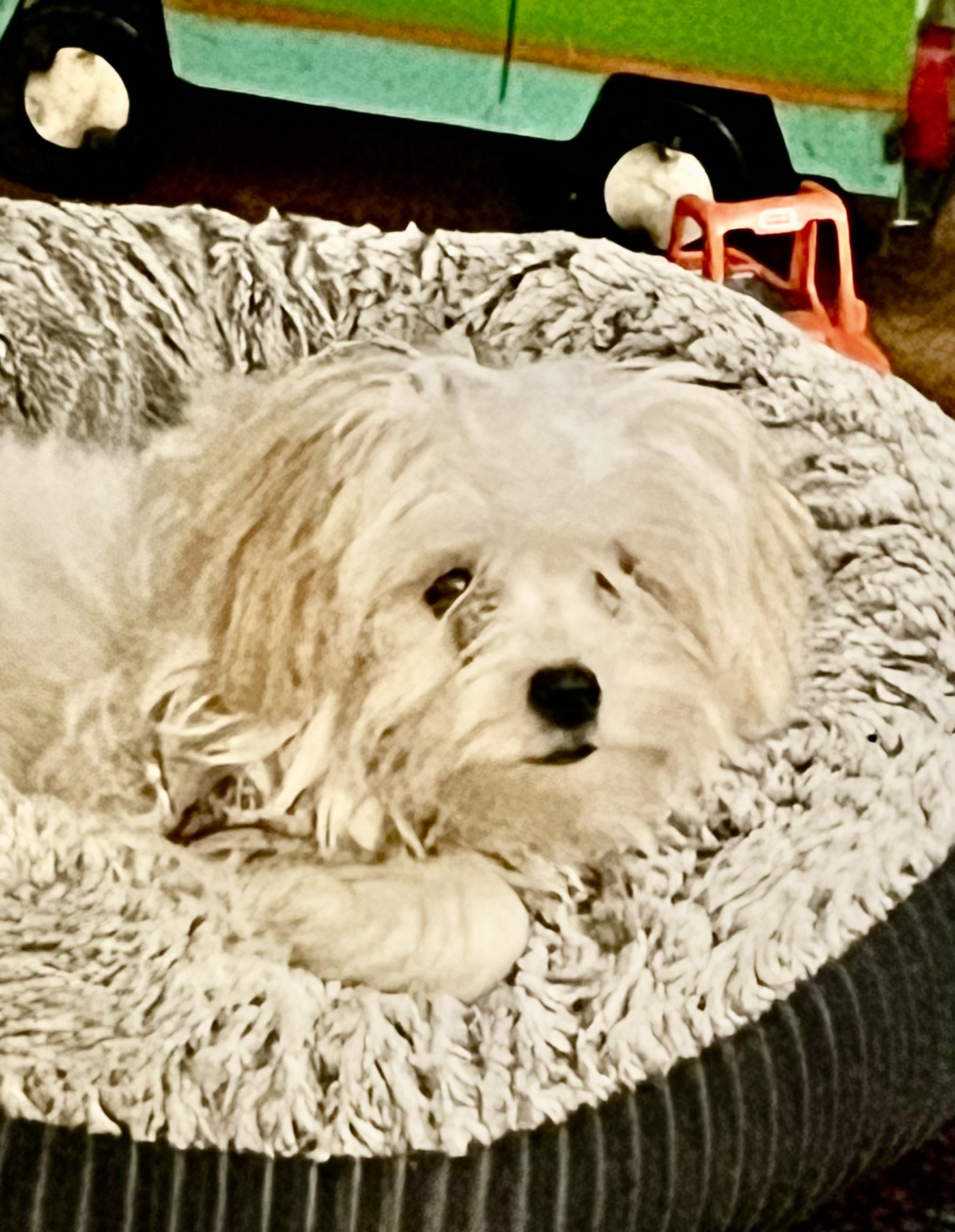 Enlarge Tanner, a Adopted mixed breed in Hillsboro, IL image 4/4