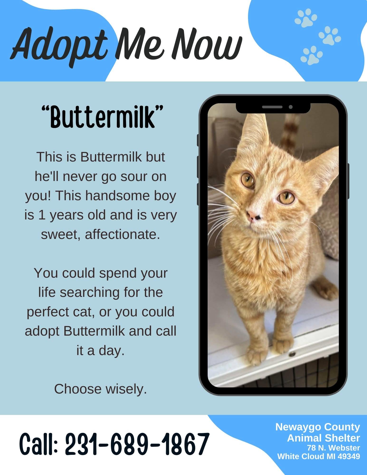 Enlarge Buttermilk, a Adoptable Domestic Short Hair in White Cloud, MI image 1/1