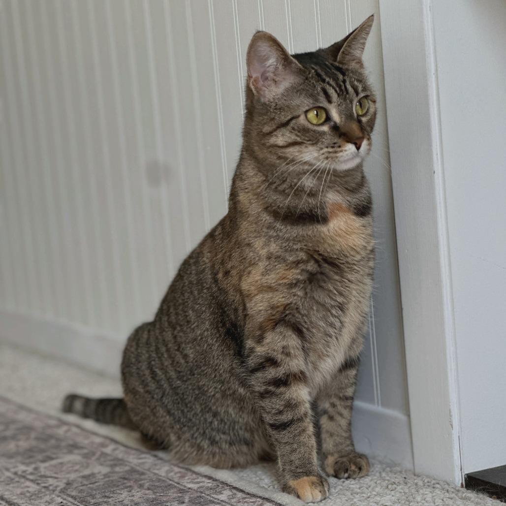 Enlarge Miles, a Adoptable Domestic Short Hair in Brookfield, WI image 1/3
