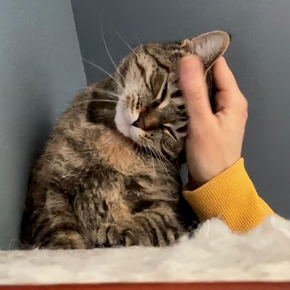 Enlarge Miles, a Adoptable Domestic Short Hair in Brookfield, WI image 2/3
