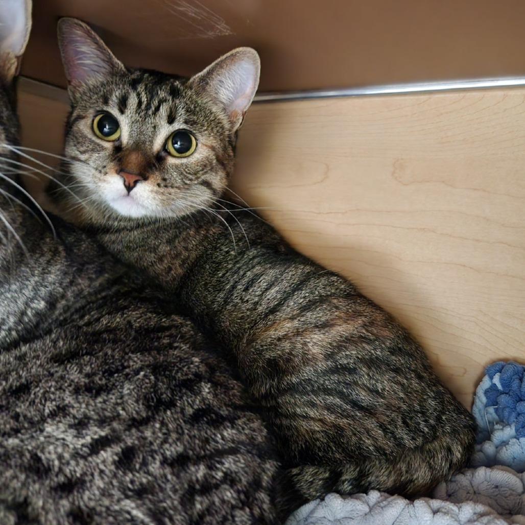 Miles, Adoptable, Adult Female Domestic Short Hair.