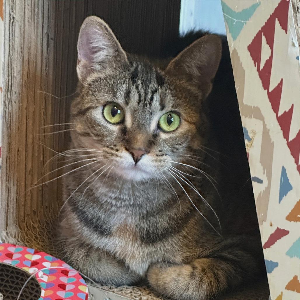 Enlarge Miles, a Adoptable Domestic Short Hair in Brookfield, WI image 3/3