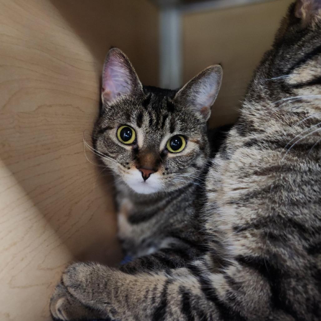 Miles, a Adoptable Domestic Short Hair in Brookfield, WI image 2/2