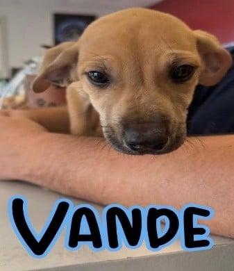 Enlarge Vande, a Adoptable mixed breed in Parma, OH image 2/2