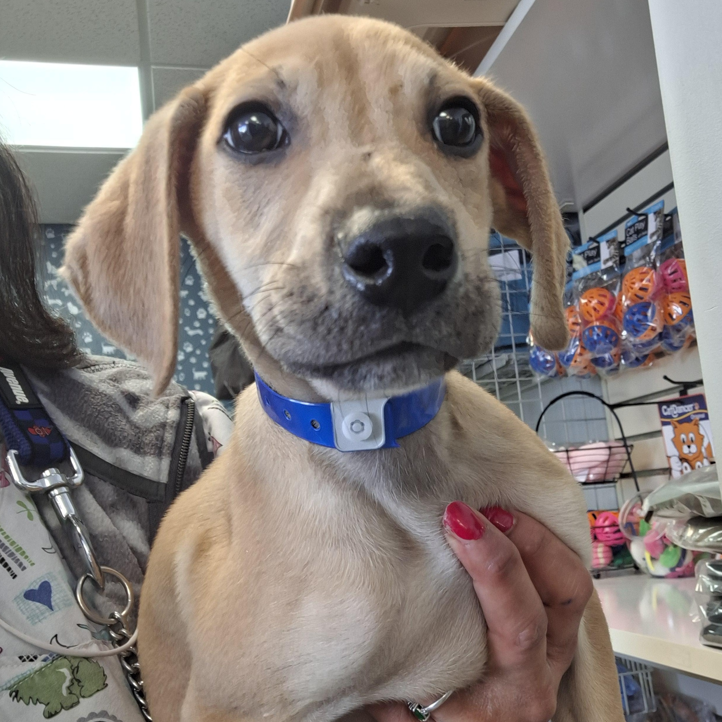 Vande, Adoptable, Puppy Male Hound.