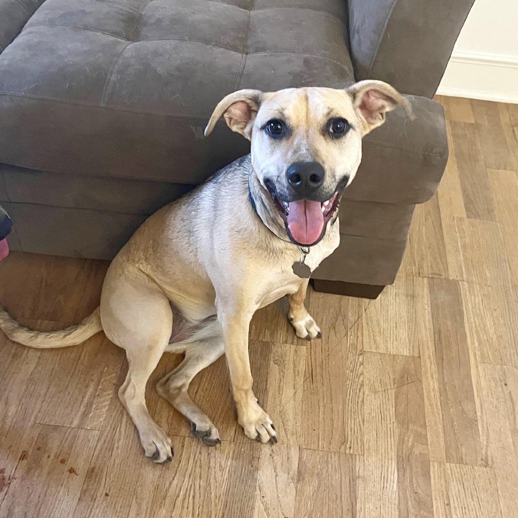 Enlarge Mellow, a Adoptable mixed breed in Flower Mound, TX image 3/6