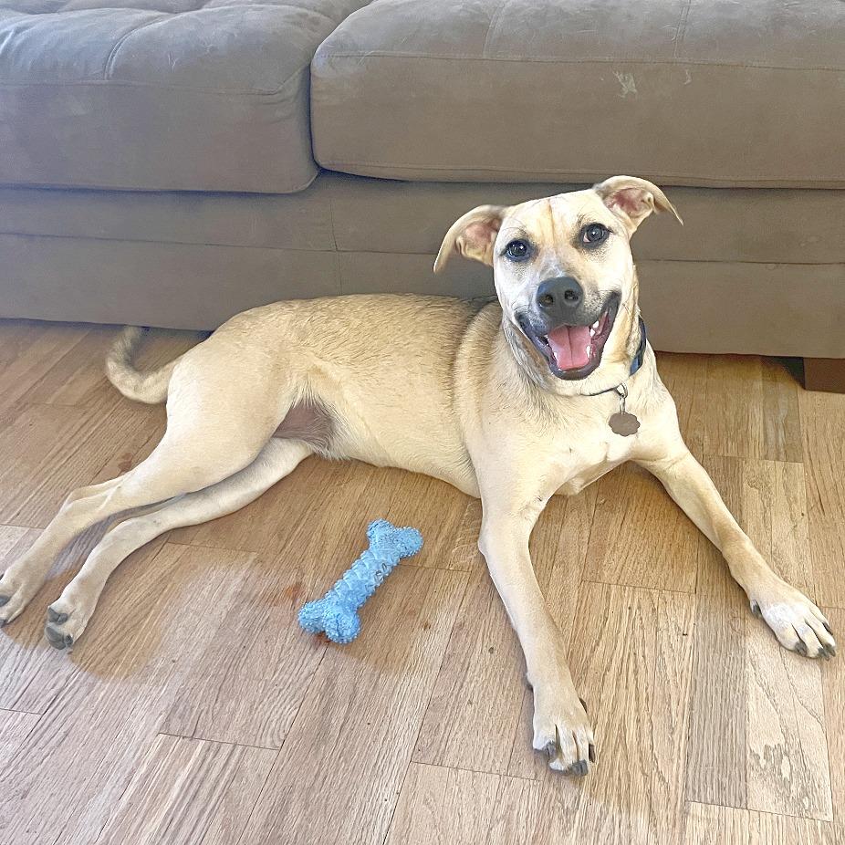 Enlarge Mellow, a Adoptable mixed breed in Flower Mound, TX image 2/6