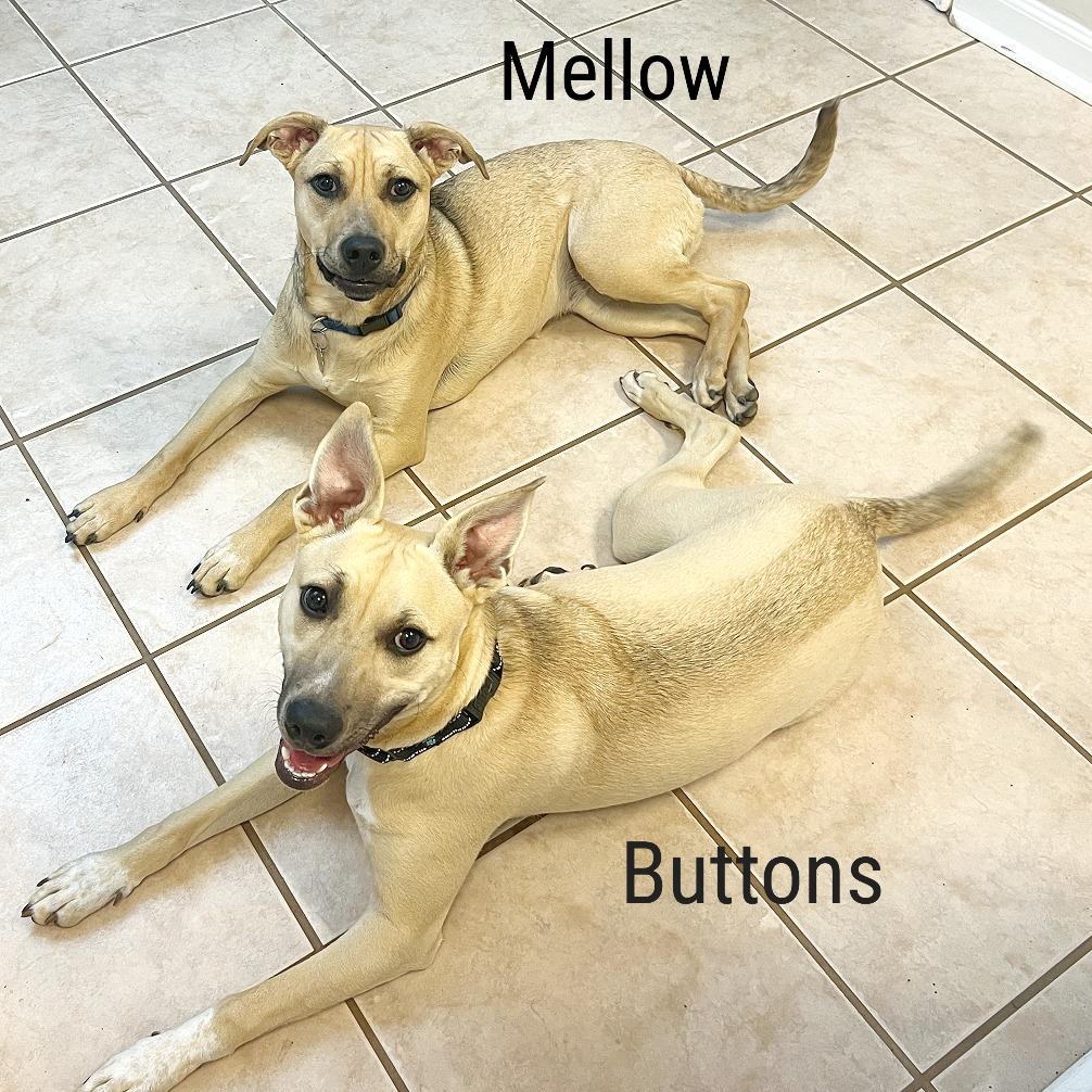 Enlarge Mellow, a Adoptable mixed breed in Flower Mound, TX image 4/6