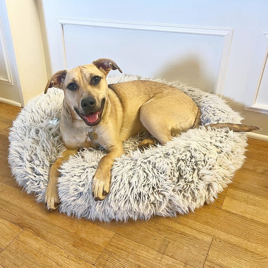 Enlarge Mellow, a Adoptable mixed breed in Flower Mound, TX image 1/6