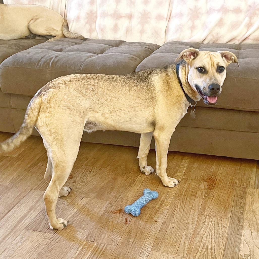 Enlarge Mellow, a Adoptable mixed breed in Flower Mound, TX image 5/6