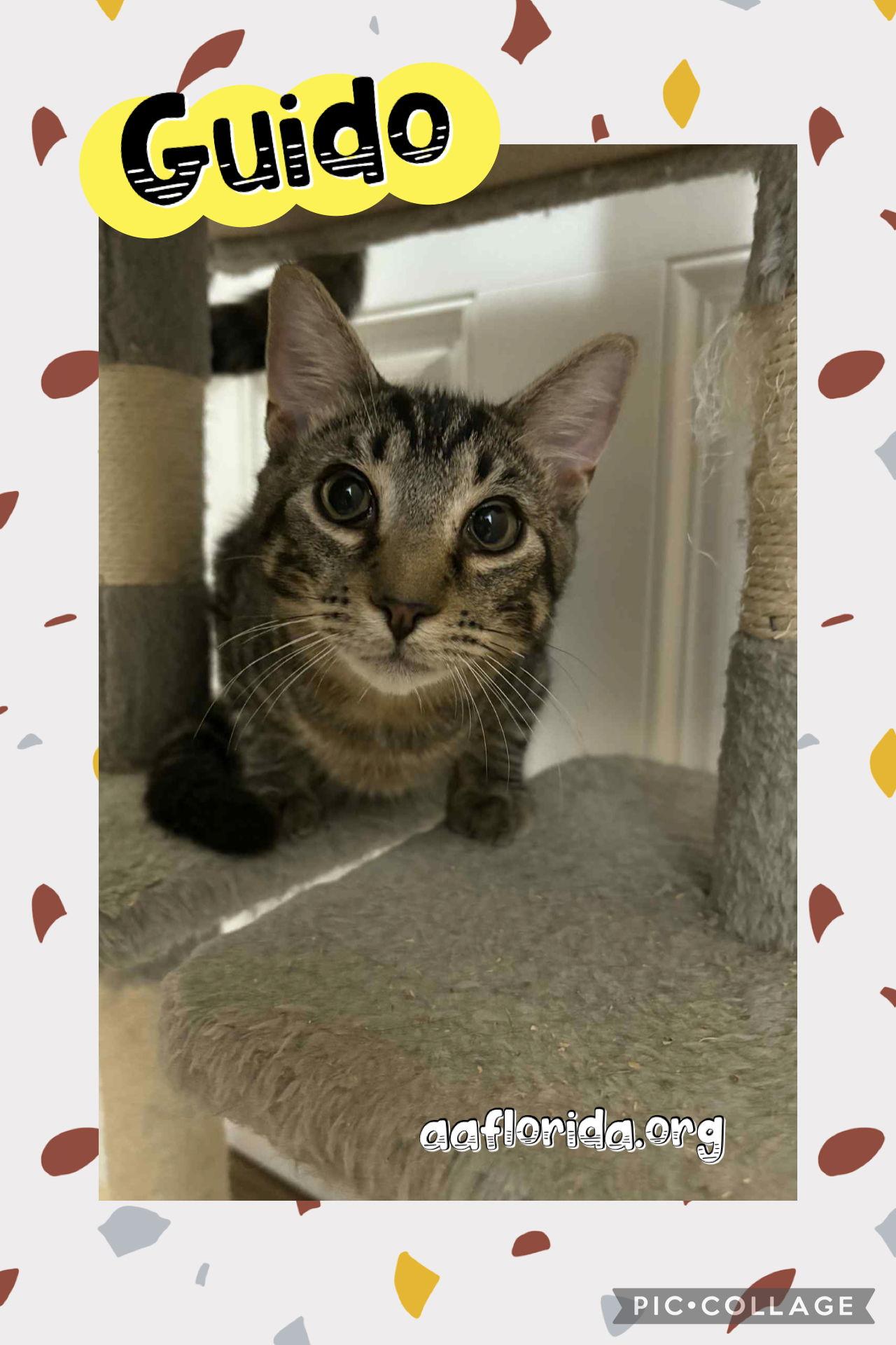 Guido, Adoptable, Young Male Domestic Short Hair & Tabby.