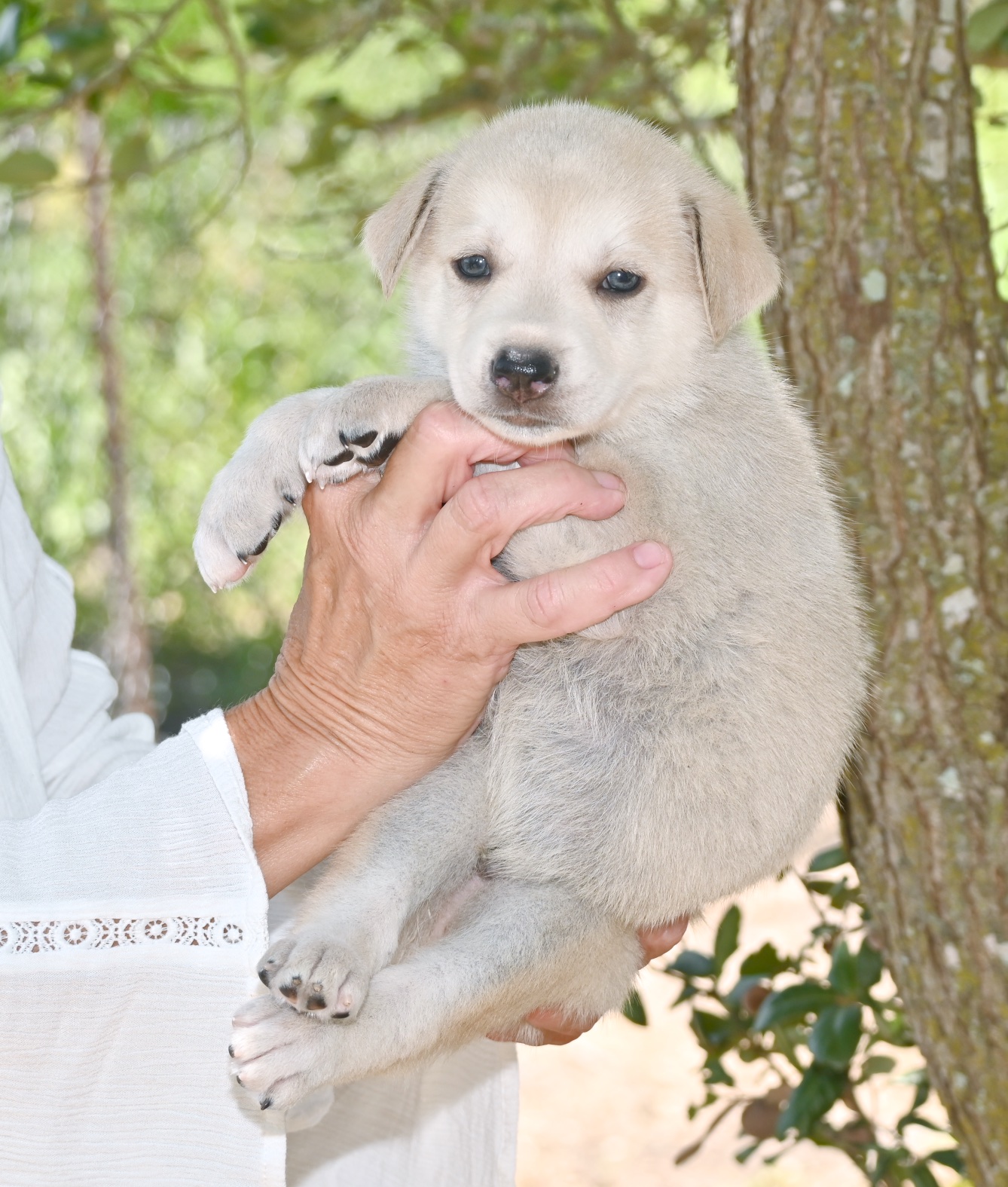Faulkner, a Adopted mixed breed in Georgetown, TX image 2/3