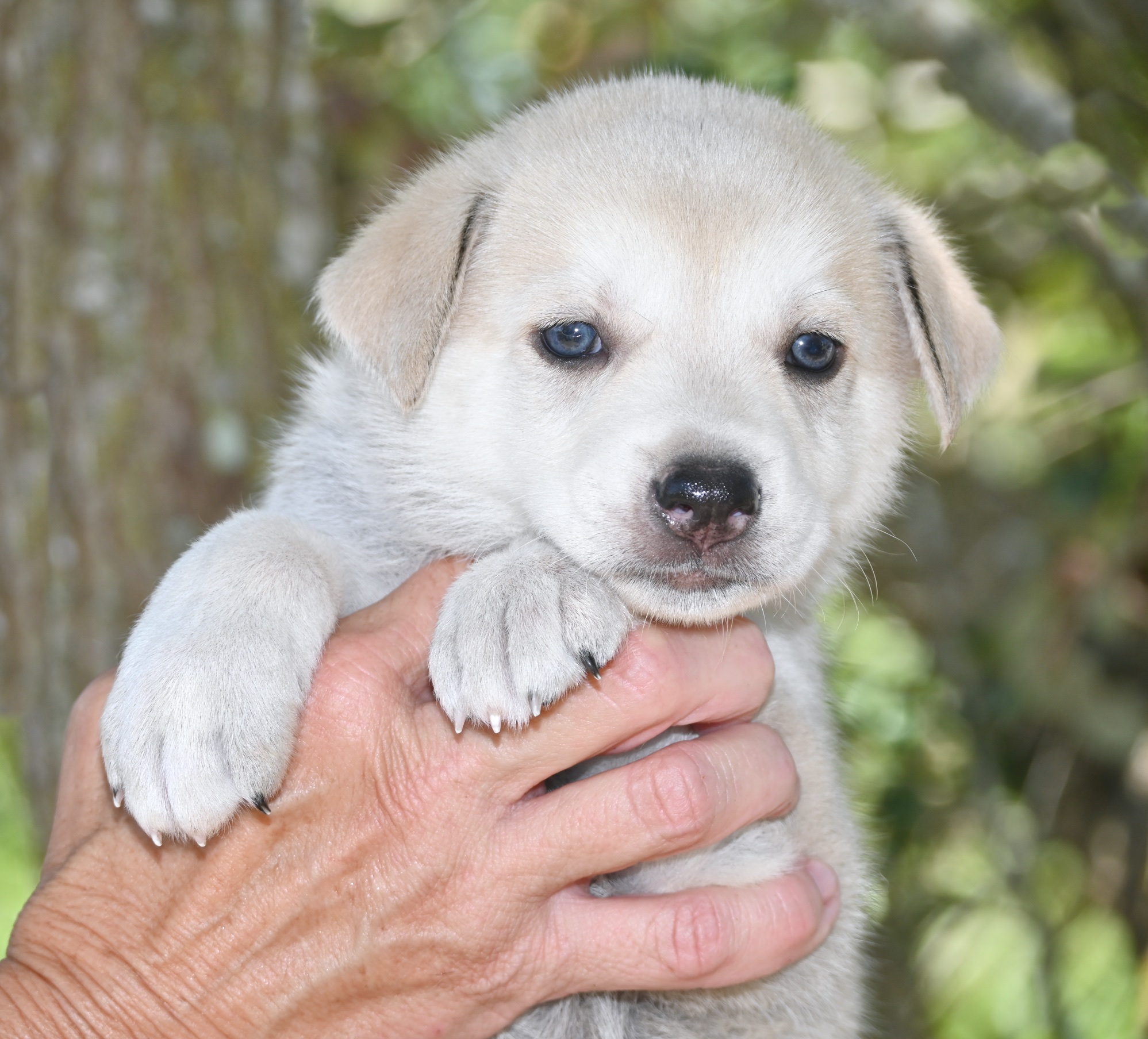 Faulkner, Adopted, Puppy Male Anatolian Shepherd.