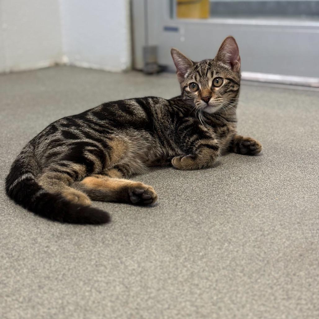 Aggravated Identity Theft, Adoptable, Kitten Male Domestic Short Hair.