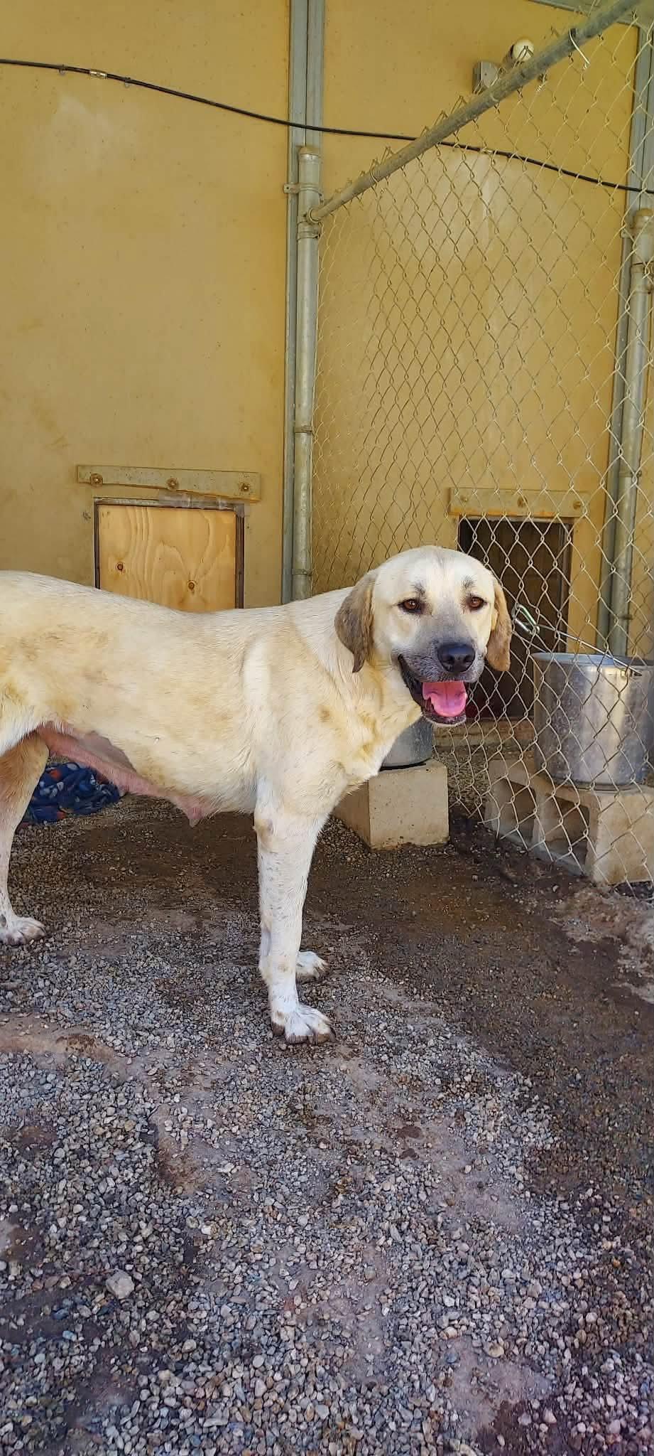 Enlarge Lainey, a Adoptable Labrador Retriever in San Diego, CA image 1/3