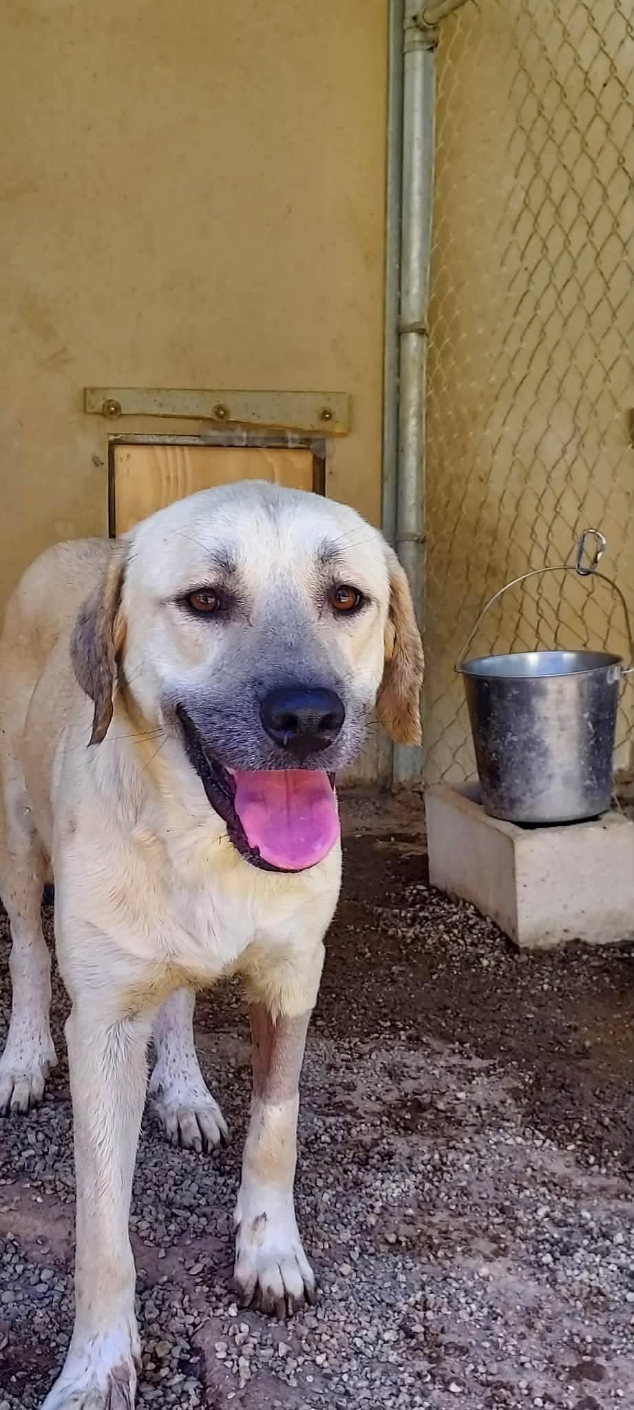 Enlarge Lainey, a Adoptable Labrador Retriever in San Diego, CA image 2/3