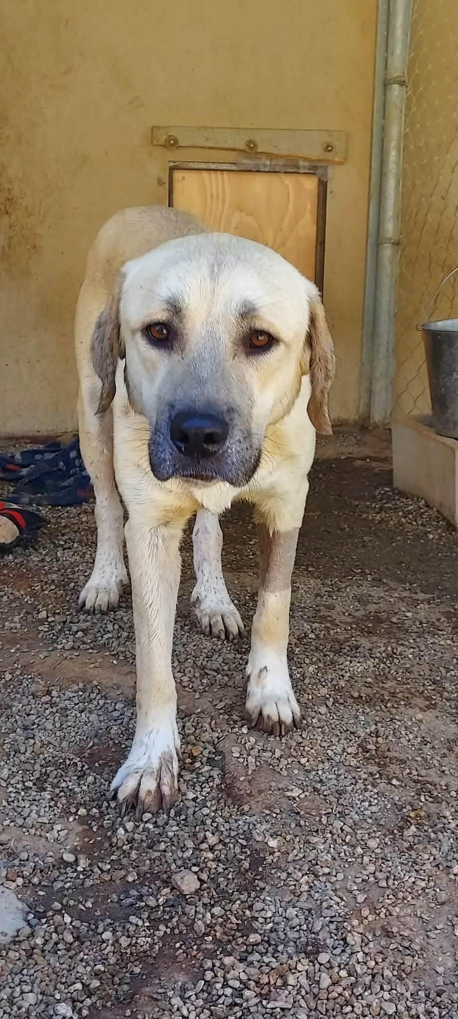 Enlarge Lainey, a Adoptable Labrador Retriever in San Diego, CA image 3/3