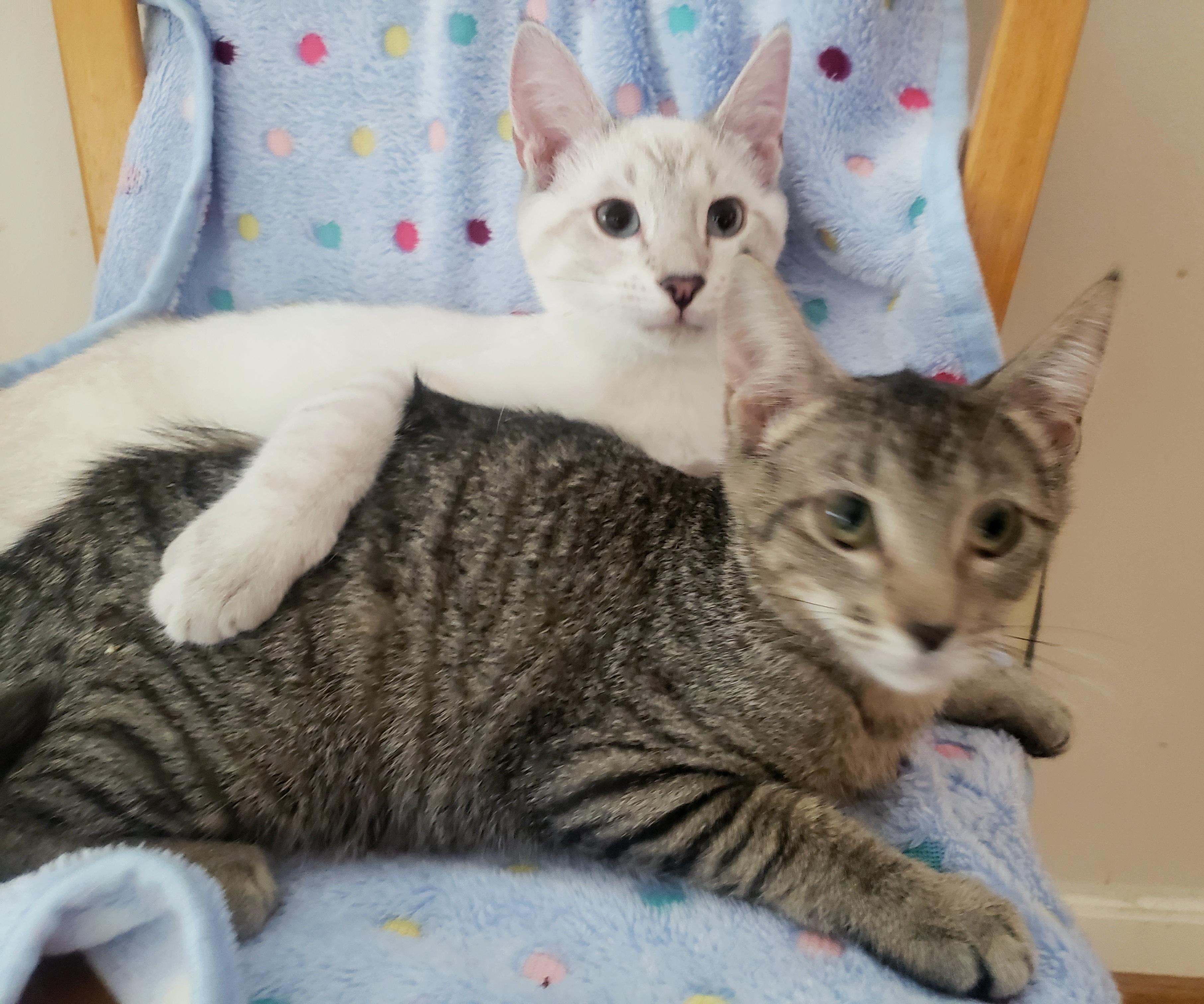 Enlarge Elijah , a ADOPTABLE Siamese in Houston, TX image 2/2