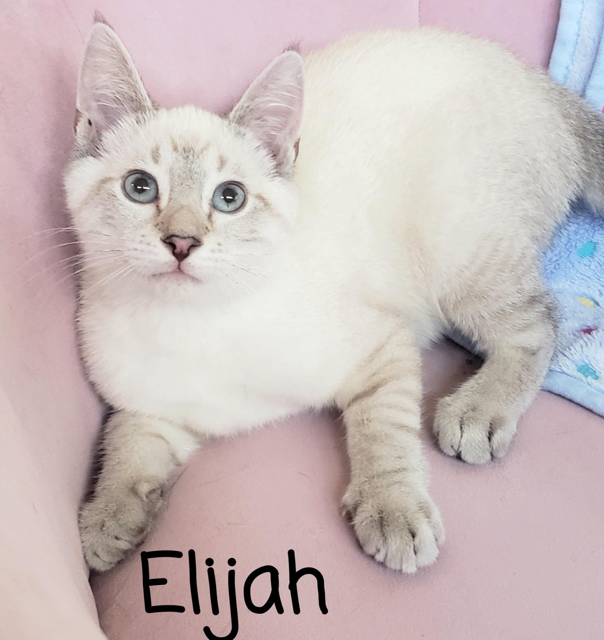 Elijah , ADOPTABLE, Kitten Male Siamese.
