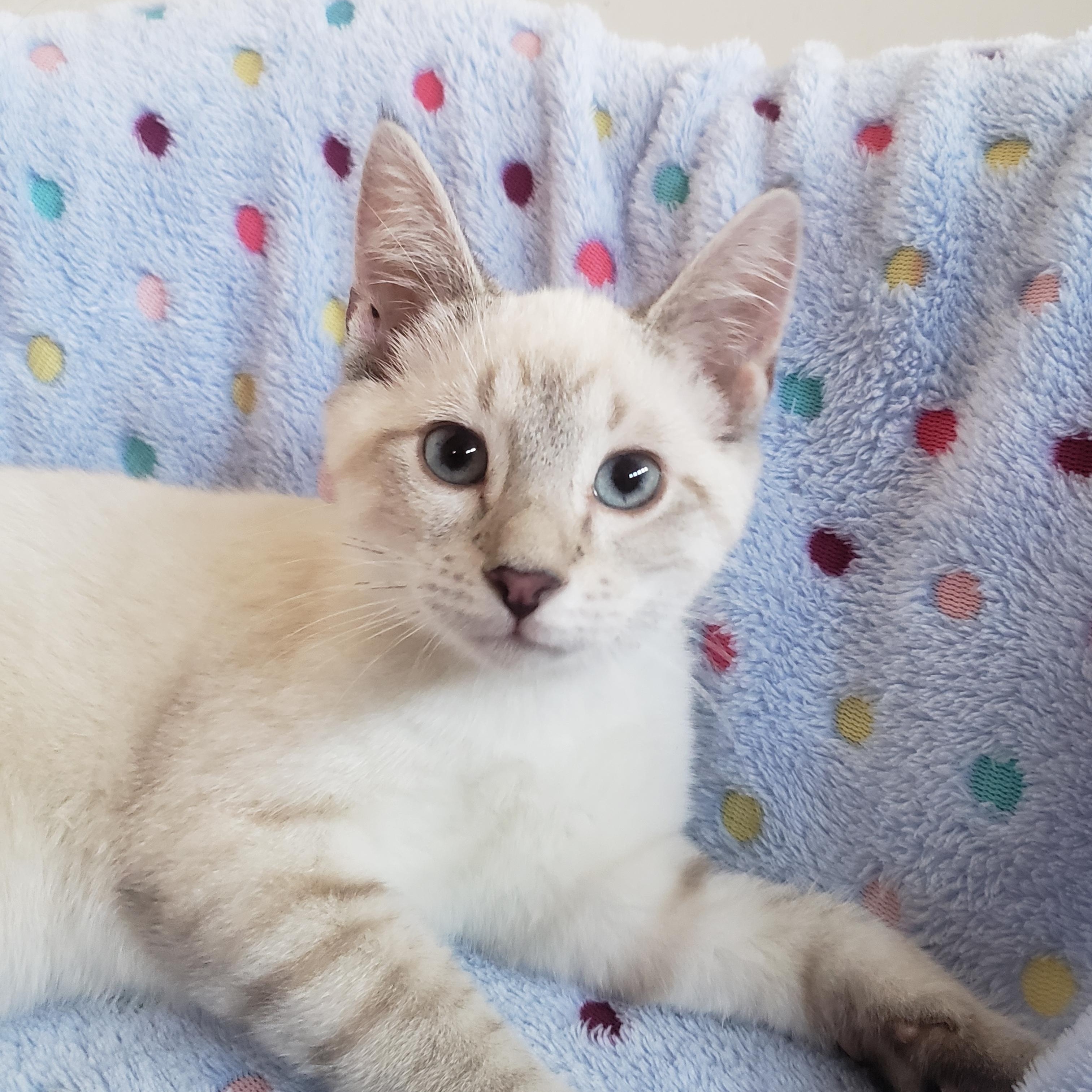 Enlarge Elijah , an adopted Siamese in Houston, TX image 1/3