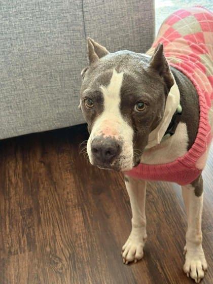 Enlarge Molly, a Adoptable mixed breed in Chamblee, GA image 2/3