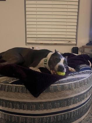Enlarge Molly, a Adoptable mixed breed in Chamblee, GA image 3/3